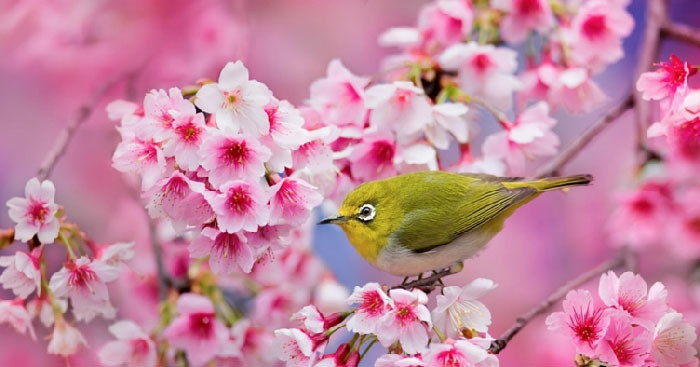 Nam Giap Thin 2024, 3 con giap xoay chuyen van menh, tien cua day nha-Hinh-3