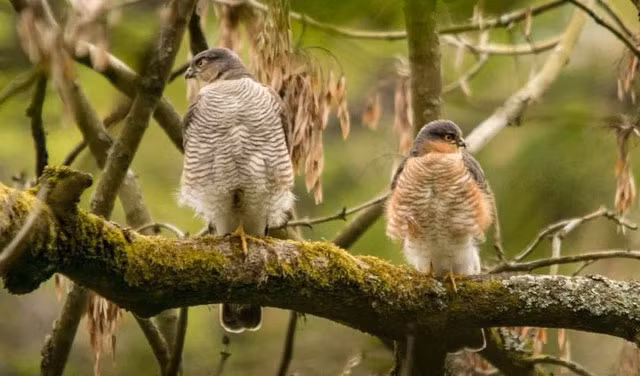 Voi manh thu, con duc to hon con cai, loai chim an thit thi nguoc lai-Hinh-5