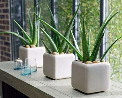 7. Cây lô hội: Cây lô hội mang lại may mắn và năng lượng tích cực. Đặt cây lô hộingoài ánh sáng mặt trời hoặc ánh sáng nhân tạo và tưới nước. Tuy nhiên,cây lô hội không thể chịu được tình trạng ngập úng, do đó hãy chắc chắnrằng có hệ thống thoát nước thích hợp cho nó.