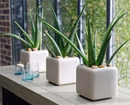 7. Cây lô hội: Cây lô hội mang lại may mắn và năng lượng tích cực. Đặt cây lô hộingoài ánh sáng mặt trời hoặc ánh sáng nhân tạo và tưới nước. Tuy nhiên,cây lô hội không thể chịu được tình trạng ngập úng, do đó hãy chắc chắnrằng có hệ thống thoát nước thích hợp cho nó.