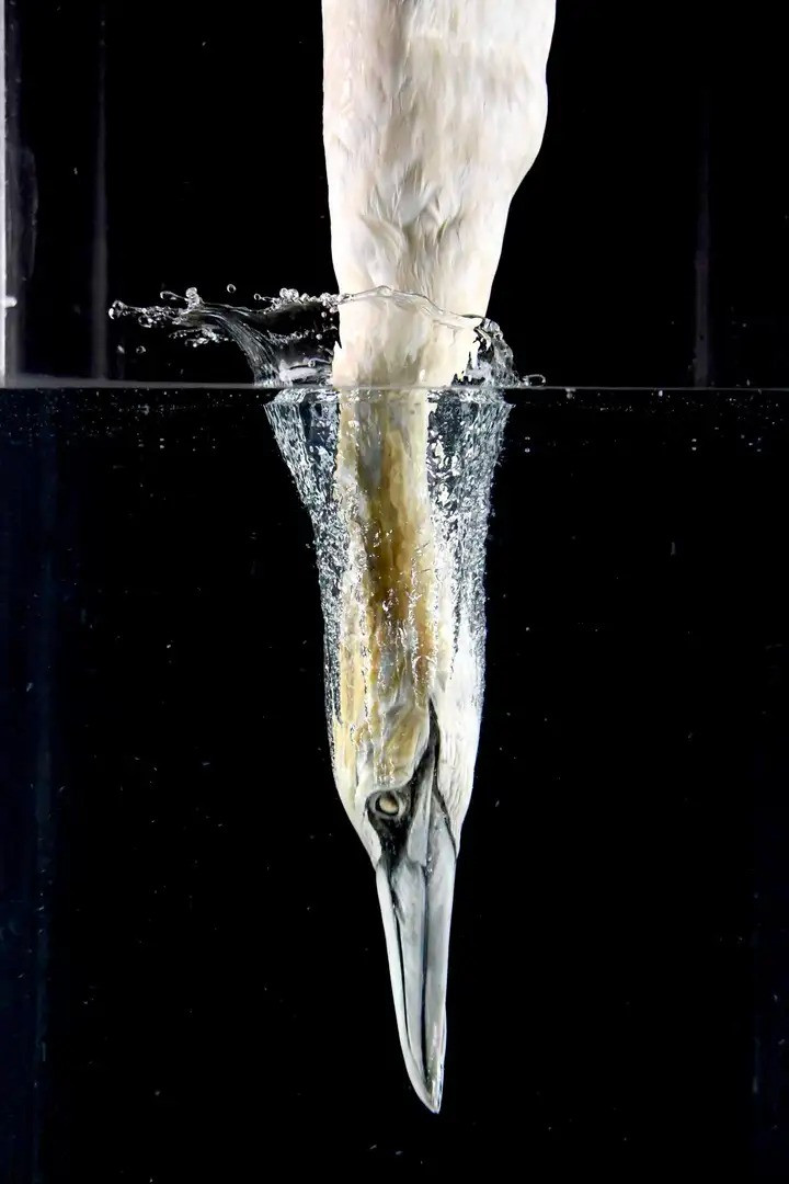 Chim dien co the lao thang xuong duoi nuoc voi toc do 86km/h-Hinh-4