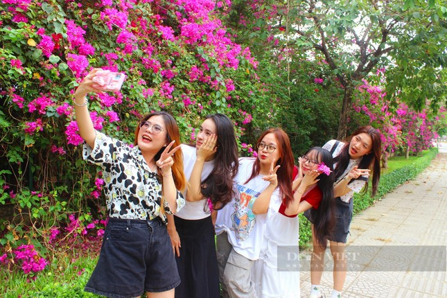 Đây cũng là nơi các bạn sinh viên tranh thủ lưu lại những tấm hình kỷ niệm, lưu giữ khoảnh khắc của thời sinh viên đáng nhớ. Thảo Ly, sinh viên khoa Ngôn ngữ Anh, Trường ĐH Khoa học xã hội và Nhân văn chia sẻ, mỗi lần đi ngang qua con đường ngập tràn sắc hồng của hoa giấy, Ly lập tức muốn được vào để chụp hình, lưu giữ kỷ niệm."Cung đường này cho em cảm giác rất là tươi xanh, rất là "thơ". Mỗi khi đi dưới giàn hoa giấy, dù là đang trễ giờ học hay đang mệt, em vẫn cảm thấy được tiếp thêm năng lượng. Màu dịu dàng, hương thoang thoảng của hoa giấy thực sự rất tuyệt vời", Ly nói.