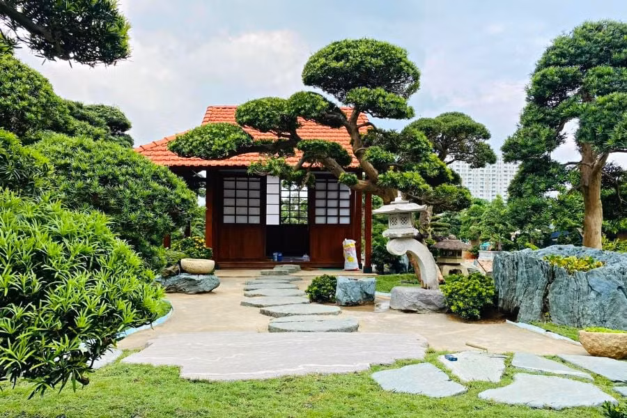 Nhiều gia đình giàu có, có diện tích đất rộng thường trồng cây tùng La Hán có tán to, lâu năm trước nhà để vừa có bóng mát, vừa giúp chiêu tài đón lộc vào nhà. Ngoài ra, bạn có thể trồng cây trong chậu theo kiểu bonsai, nhưng nếu trồng theo cách này bạn cần bón phân thường xuyên vì chất dinh dưỡng trong chậu có hạn.