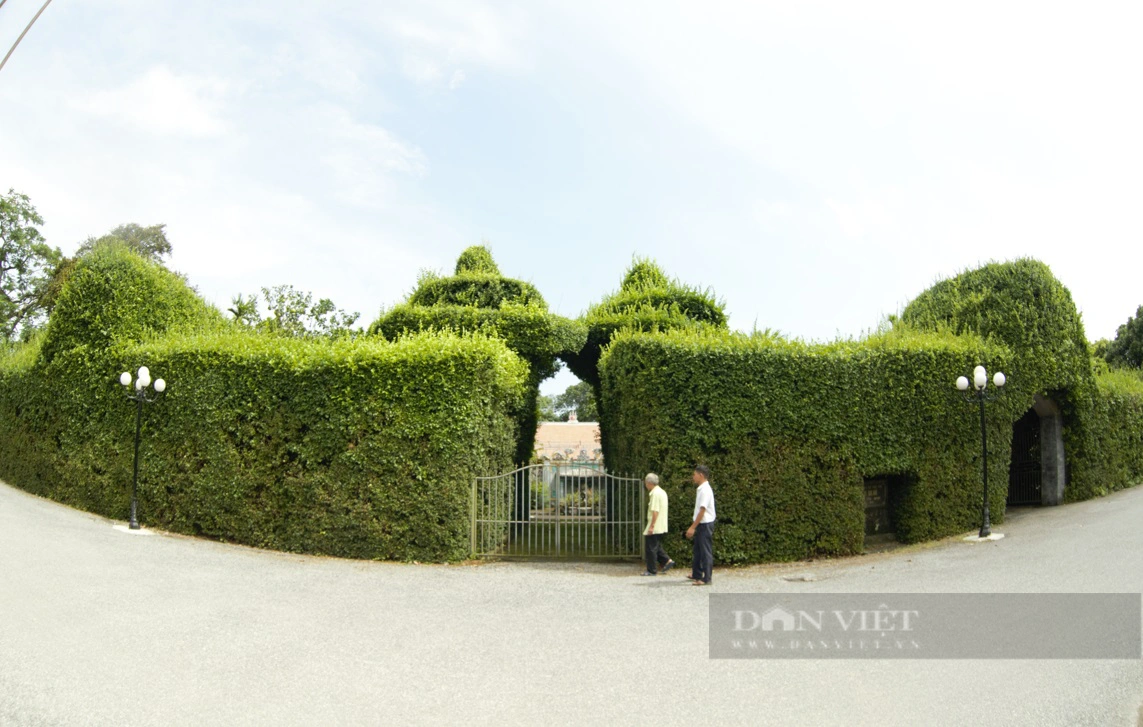 Bức tường cây duối bao quanh đình Ruối (xã Yên Nghĩa, huyện Ý Yên, tỉnh Nam Định) luôn xanh mãi theo thời gian. Ảnh: Mai Chiến.