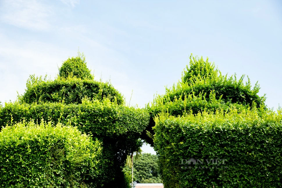 Lối cổng chính đi vào bên trong đình Ruối có 2 tầng tán và chóp ở trên đỉnh bức tường hàng duối. Ảnh: Mai Chiến.