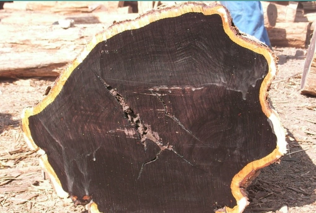 “Go Hoang de” dat hon vang, nhieu nguoi khong biet dung lam cui-Hinh-3