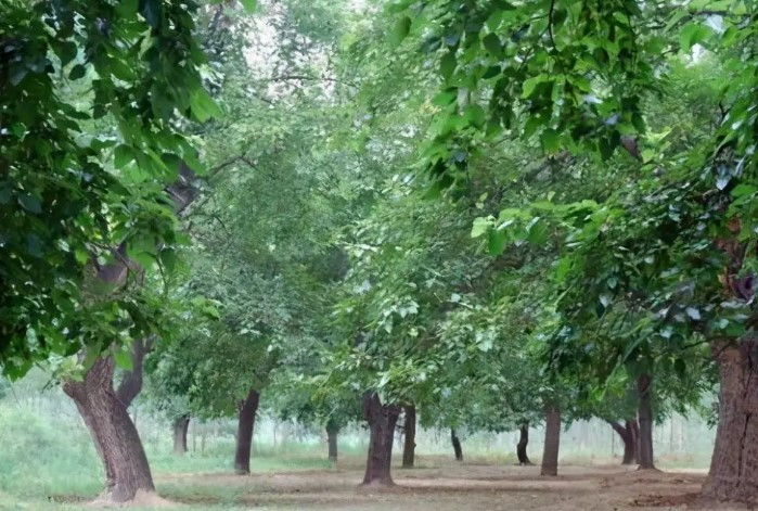 “Go Hoang de” dat hon vang, nhieu nguoi khong biet dung lam cui-Hinh-2