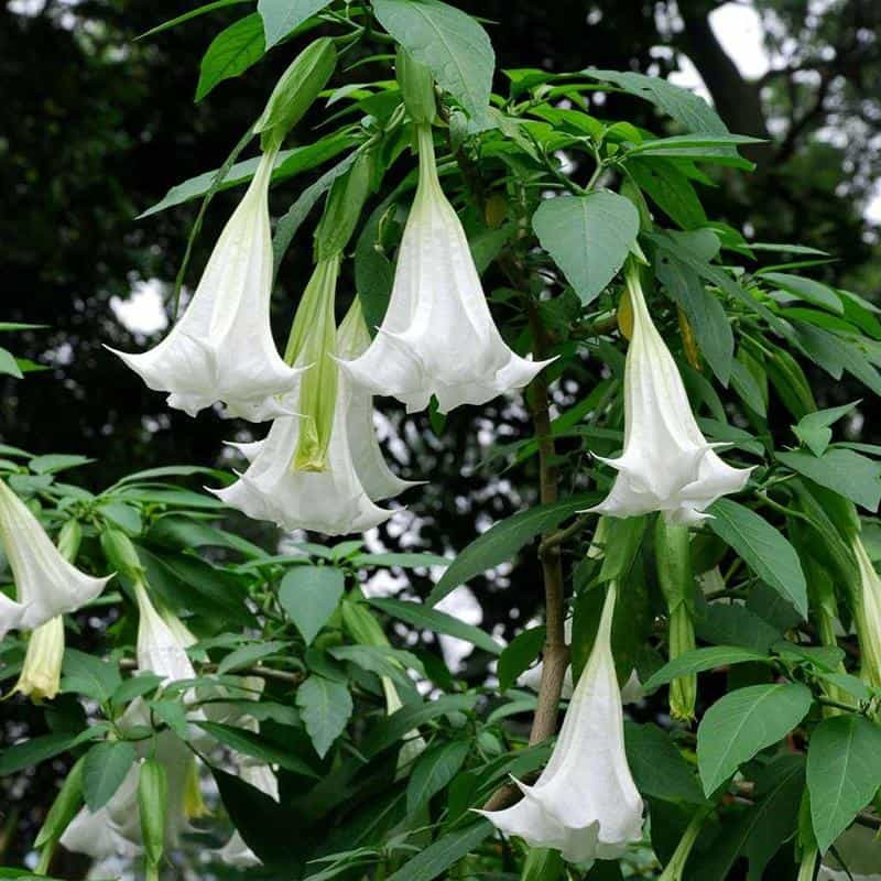  Cây cảnh này có nhiều màu sắc khác nhau, và mỗi màu lại mang một ý nghĩa riêng biệt, nhưng tựu chung không có ý nghĩa tốt lành gì.