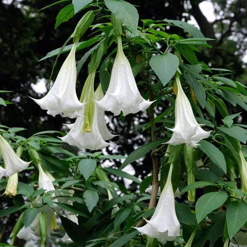  Cây cảnh này có nhiều màu sắc khác nhau, và mỗi màu lại mang một ý nghĩa riêng biệt, nhưng tựu chung không có ý nghĩa tốt lành gì.