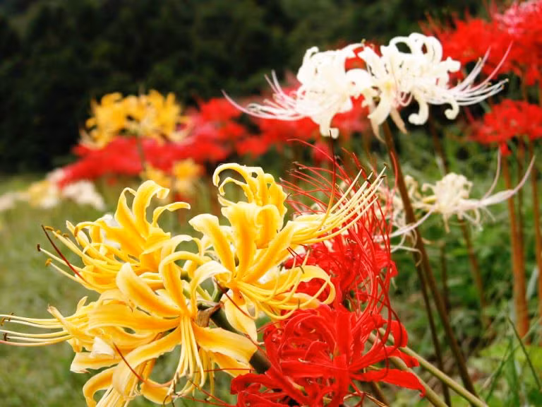 Ở Triều Tiên, bỉ ngạn đại diện cho nỗi nhớ về nhau, Trung Quốc là ưu mỹ thuần khiết, cũng là sự phân ly, khổ đau, vẻ đẹp của cái chết. Tựu chung lại, đây là loài hoa đại diện cho sự chia ly, tuyệt vọng.