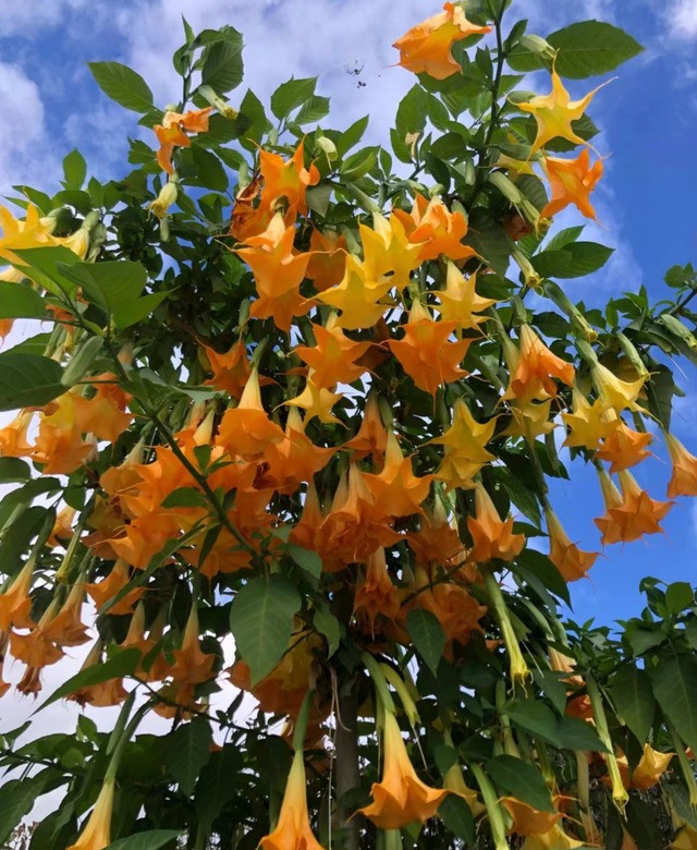 Trồng 2 cây cảnh này "chiêu ma" đến nhà, dễ chuốc họa vào thân Trong 2 cay canh nay