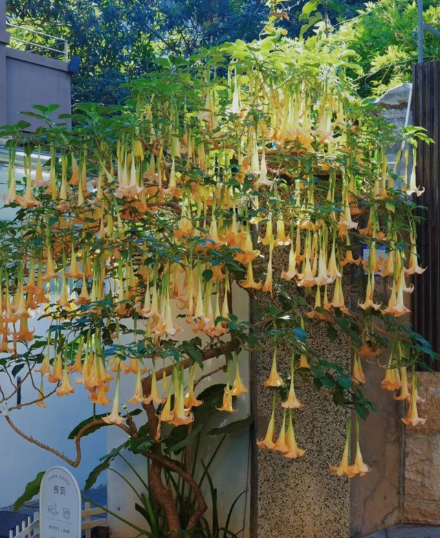 Loài cây bí ẩn này có nhiều truyền thuyết từ xa xưa. Trong thần thoại Hy Lạp cổ đại, nó được coi là biểu tượng của Poseidon, vị thần biển cả, đại diện cho quyền lực và sự huyền bí. 