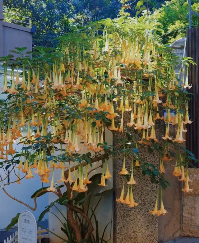 Loài cây bí ẩn này có nhiều truyền thuyết từ xa xưa. Trong thần thoại Hy Lạp cổ đại, nó được coi là biểu tượng của Poseidon, vị thần biển cả, đại diện cho quyền lực và sự huyền bí. 