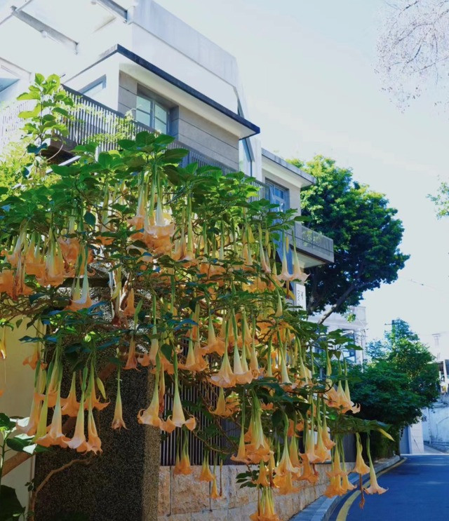  Tuy nhiên, loài hoa này có bông lớn, giống như những cây kèn trompet chĩa xuống đất, màu sắc vàng, hồng, trắng khá rực rỡ nên nhiều người vẫn ưa thích trồng trước sân nhà.