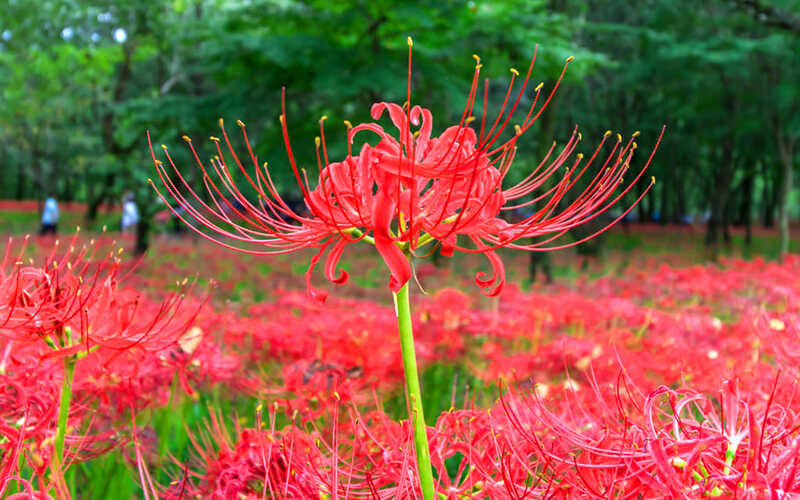  2. Bỉ ngạn: Hoa bỉ ngạn còn có những tên gọi khác là hồng hoa thạch toán, long trảo hoa, cây mạn châu sa hoa,... và tên khoa học là Lycoris Radiata. Điểm nổi bật của bỉ ngạn chính là những bông hoa mọc thành từng chùm lạ mắt, có 3 màu chính là đỏ, vàng, trắng nhưng phổ biến nhất là màu đỏ. 
