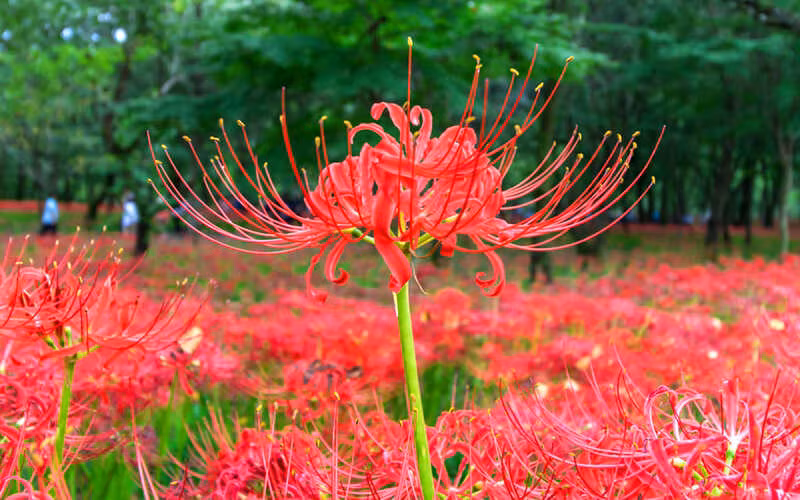  2. Bỉ ngạn: Hoa bỉ ngạn còn có những tên gọi khác là hồng hoa thạch toán, long trảo hoa, cây mạn châu sa hoa,... và tên khoa học là Lycoris Radiata. Điểm nổi bật của bỉ ngạn chính là những bông hoa mọc thành từng chùm lạ mắt, có 3 màu chính là đỏ, vàng, trắng nhưng phổ biến nhất là màu đỏ. 