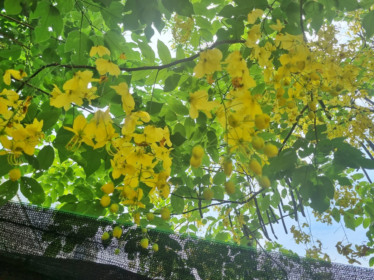 Muong hoang yen bung no, dat vang pho phuong Ha Noi-Hinh-2