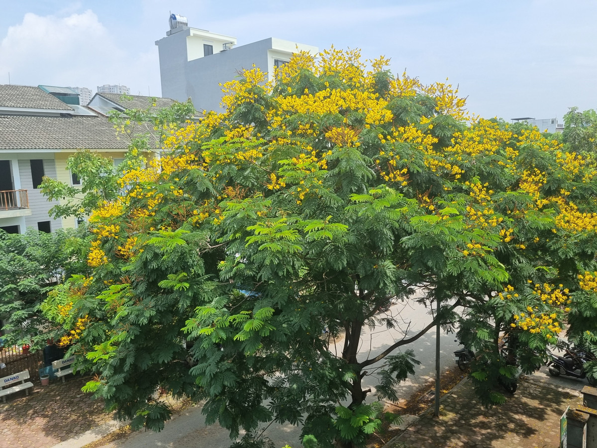 Muong hoang yen bung no, dat vang pho phuong Ha Noi