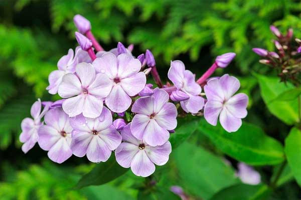 3 con giap don Tet Giap Thin tung bung, no du