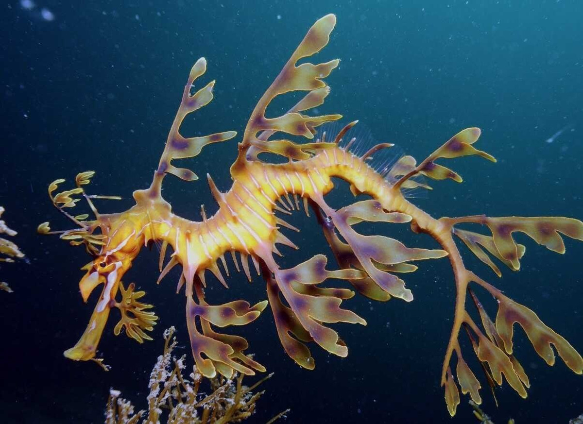 20 loai dong vat ky la nhat hanh tinh