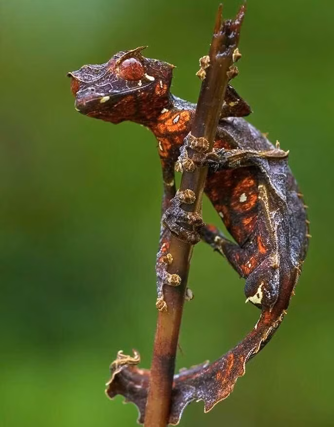 20 loai dong vat ky la nhat hanh tinh-Hinh-3