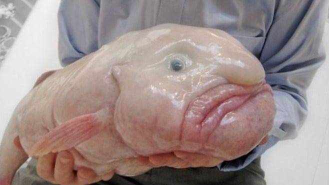 20 loai dong vat ky la nhat hanh tinh-Hinh-14