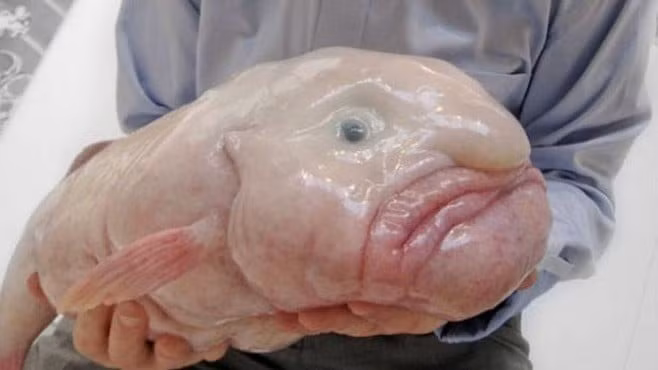 20 loai dong vat ky la nhat hanh tinh-Hinh-14