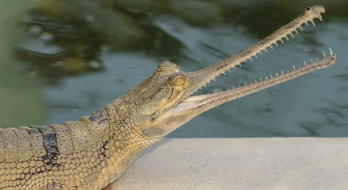 20 loai dong vat ky la nhat hanh tinh-Hinh-12