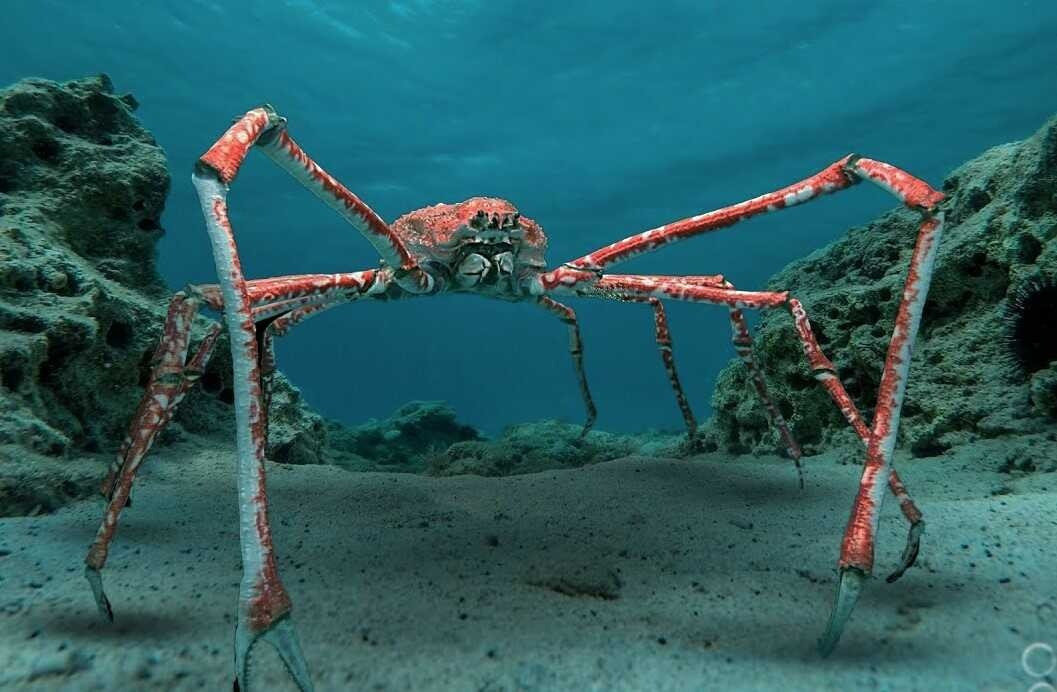 20 loai dong vat ky la nhat hanh tinh-Hinh-5