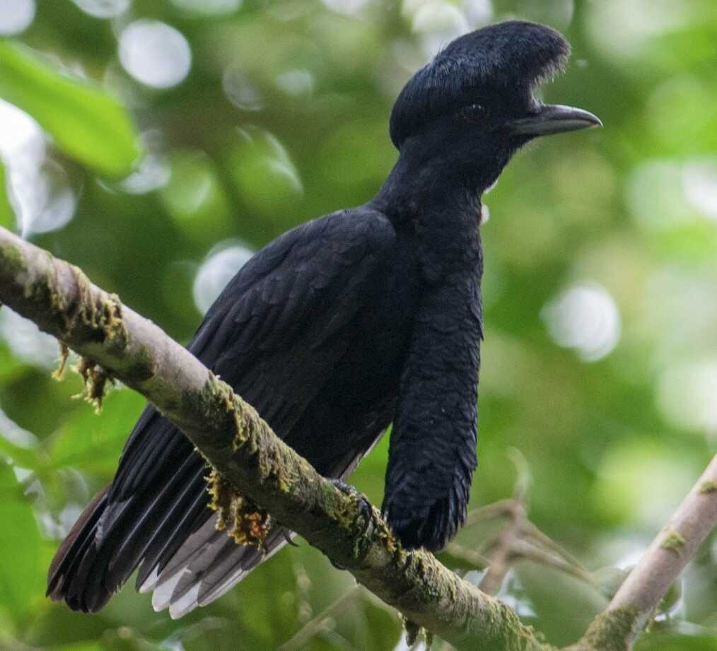 20 loai dong vat ky la nhat hanh tinh-Hinh-8