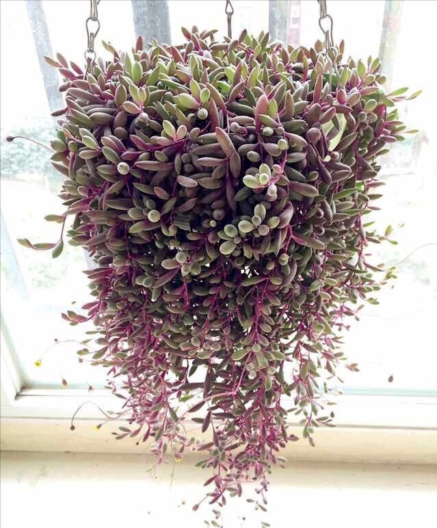 Cay canh may man, nhu treo bua chieu tai, goi loc trong nha-Hinh-12