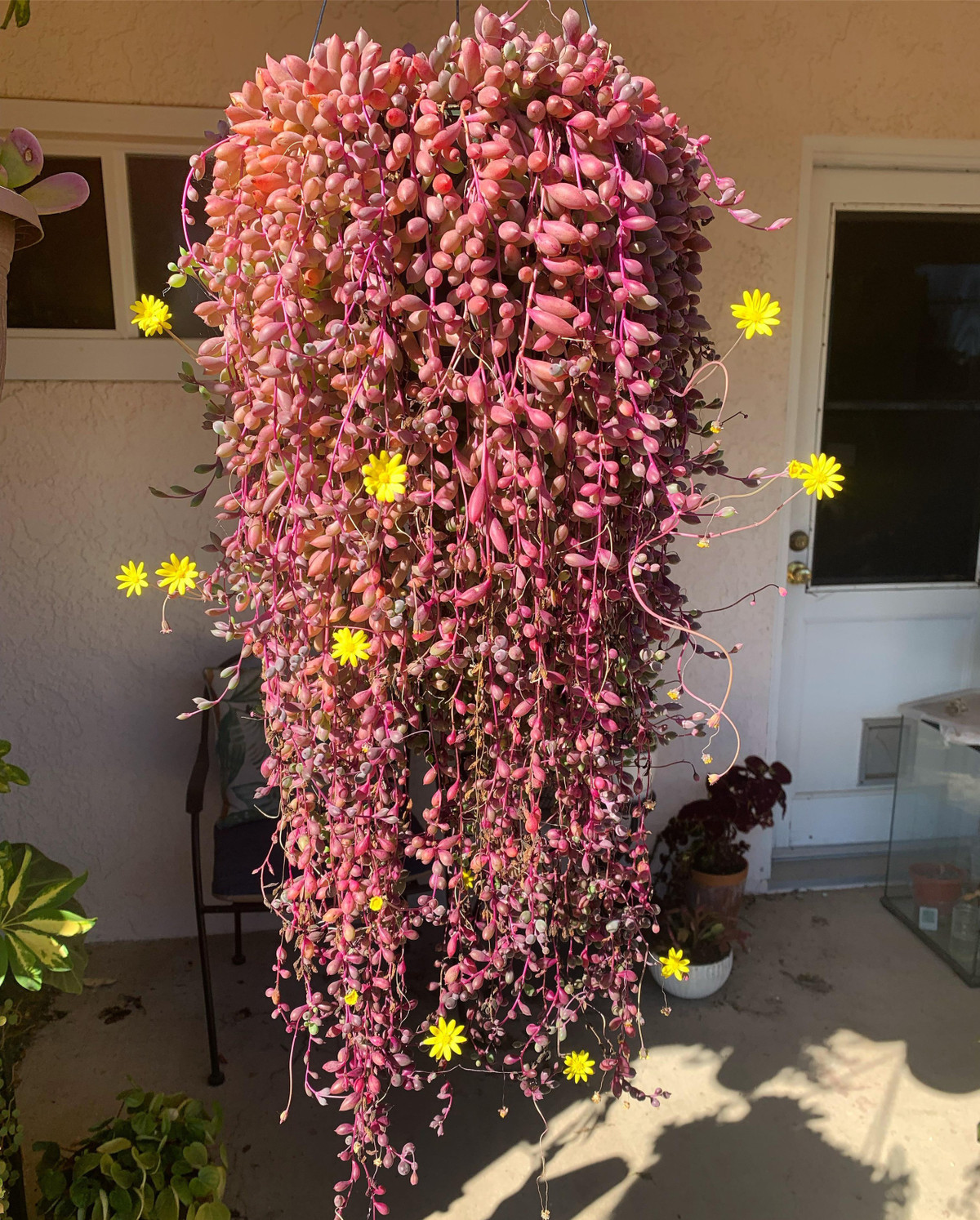 Cay canh may man, nhu treo bua chieu tai, goi loc trong nha-Hinh-13