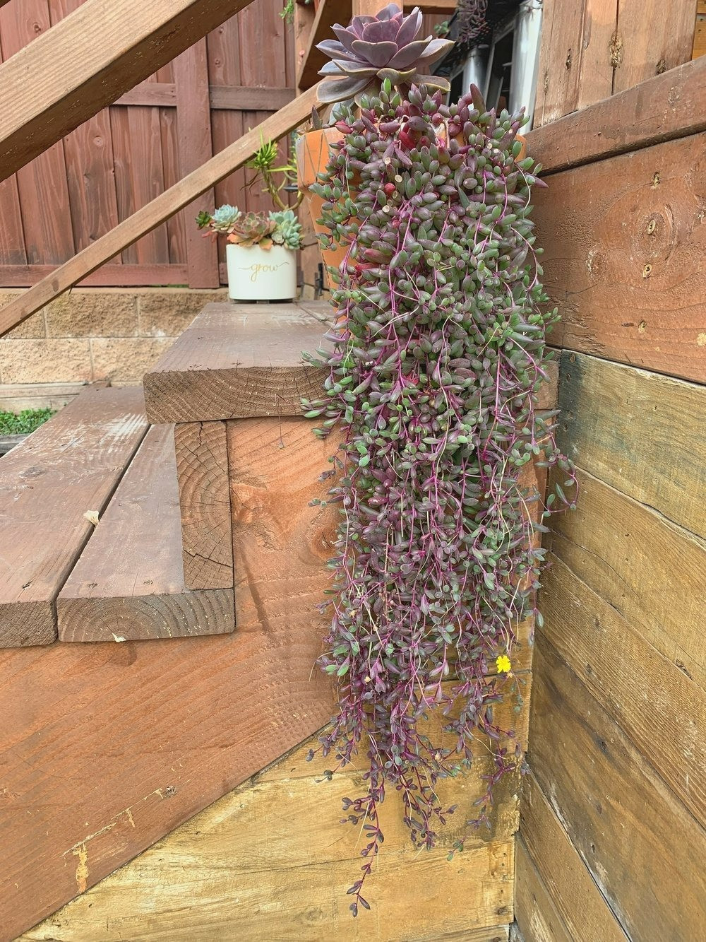 Cay canh may man, nhu treo bua chieu tai, goi loc trong nha-Hinh-2