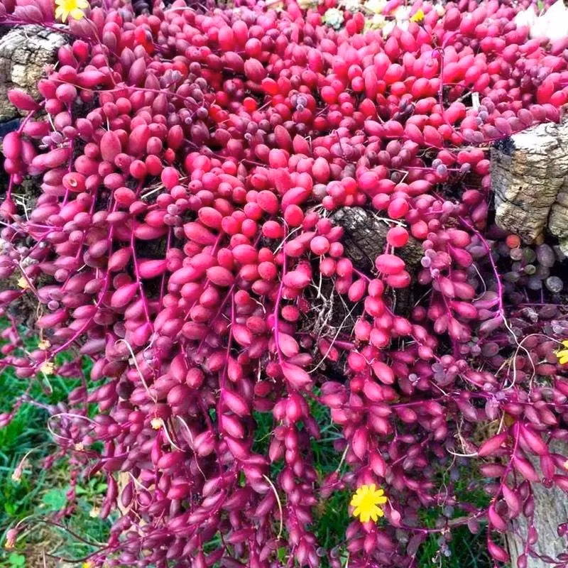 Cay canh may man, nhu treo bua chieu tai, goi loc trong nha-Hinh-3