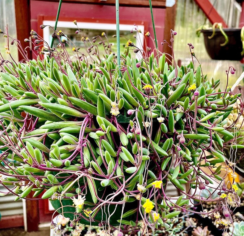 Cay canh may man, nhu treo bua chieu tai, goi loc trong nha-Hinh-16