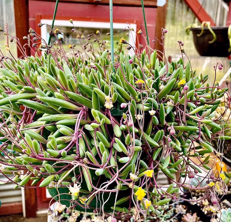 Cay canh may man, nhu treo bua chieu tai, goi loc trong nha-Hinh-16