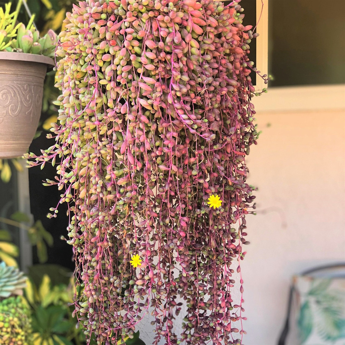 Cay canh may man, nhu treo bua chieu tai, goi loc trong nha-Hinh-17