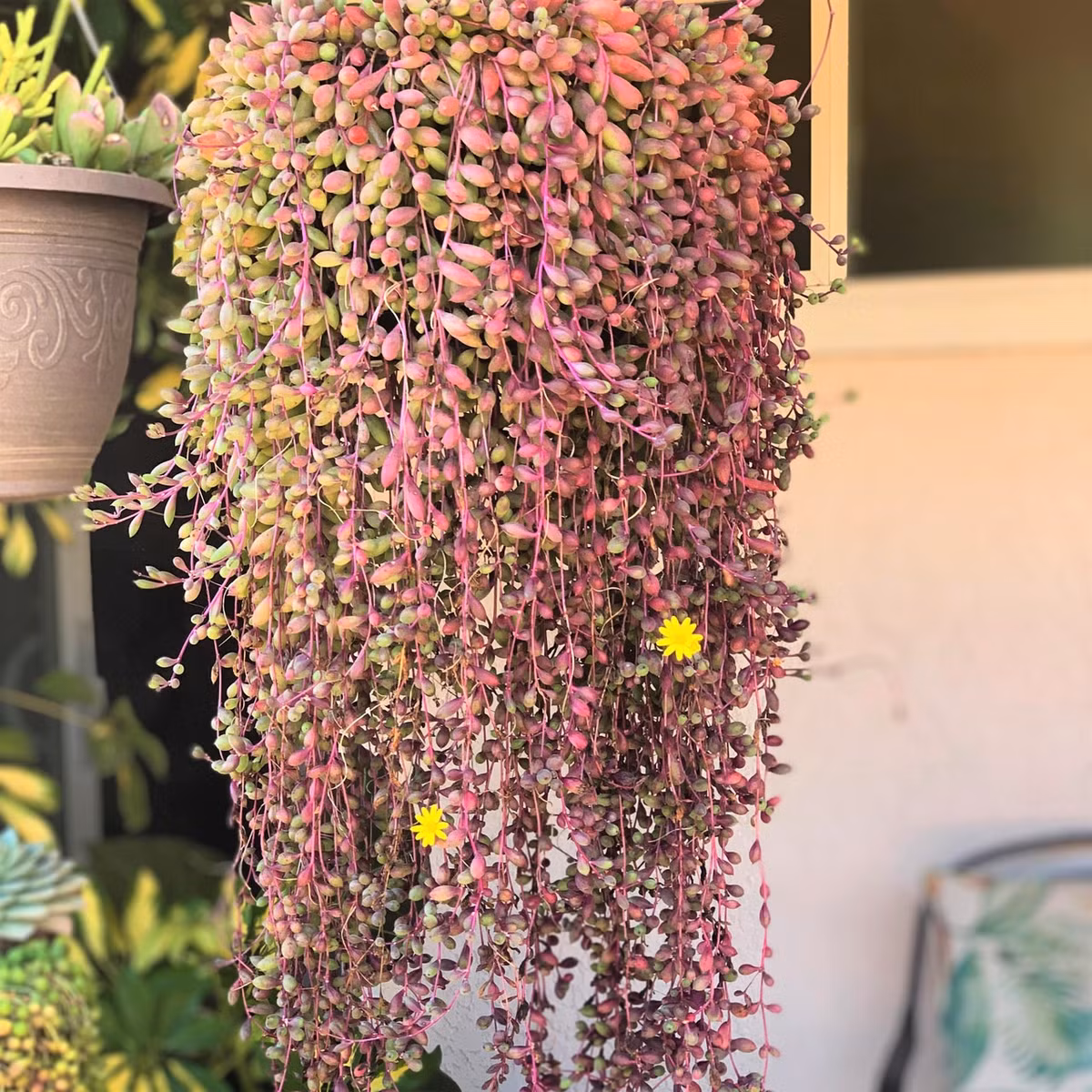 Cay canh may man, nhu treo bua chieu tai, goi loc trong nha-Hinh-17