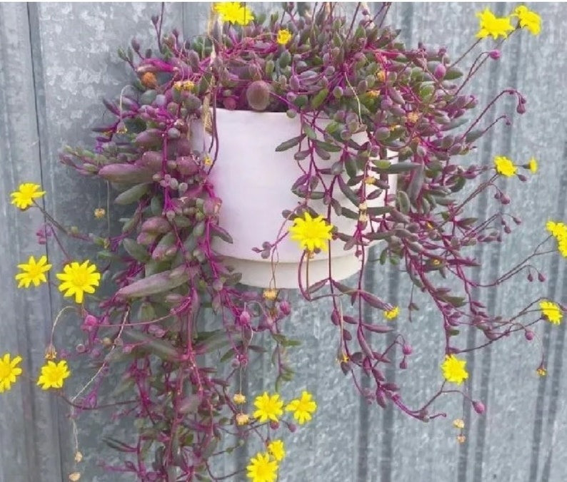 Cay canh may man, nhu treo bua chieu tai, goi loc trong nha-Hinh-15