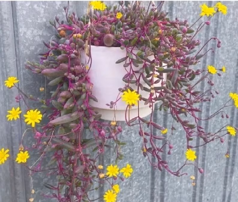 Cay canh may man, nhu treo bua chieu tai, goi loc trong nha-Hinh-15