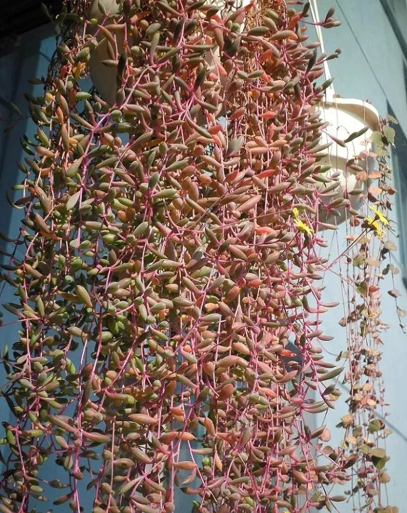 Cay canh may man, nhu treo bua chieu tai, goi loc trong nha-Hinh-8