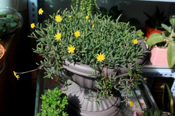 Cay canh may man, nhu treo bua chieu tai, goi loc trong nha-Hinh-4