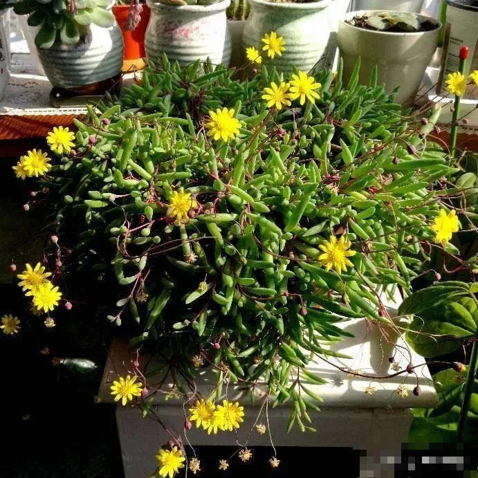 Cay canh may man, nhu treo bua chieu tai, goi loc trong nha-Hinh-10