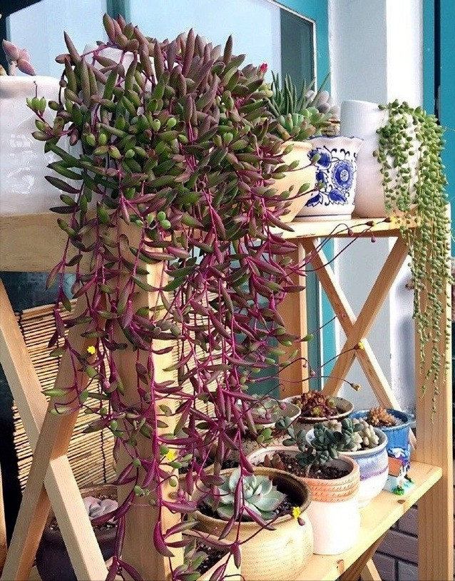 Cay canh may man, nhu treo bua chieu tai, goi loc trong nha-Hinh-5