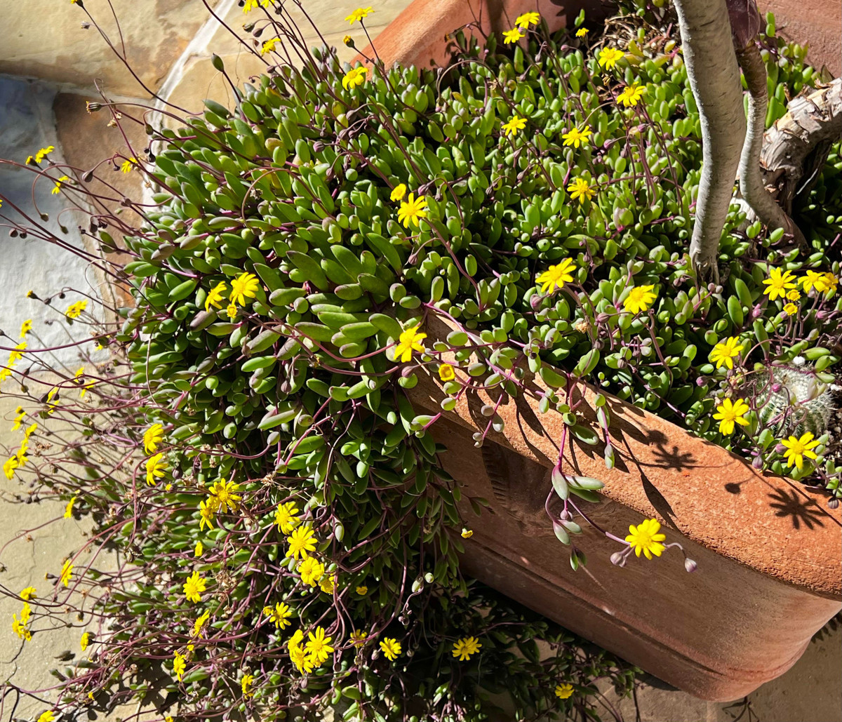 Cay canh may man, nhu treo bua chieu tai, goi loc trong nha-Hinh-14