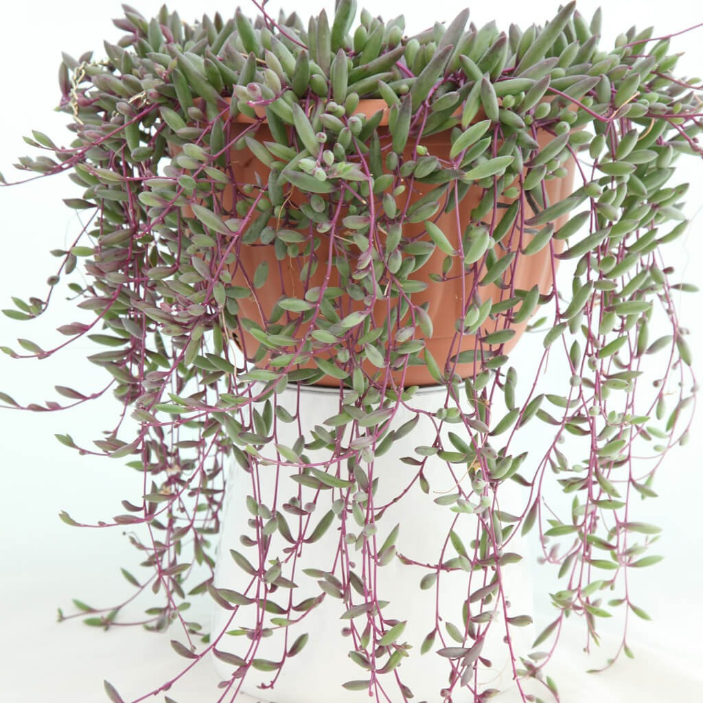 Cay canh may man, nhu treo bua chieu tai, goi loc trong nha-Hinh-19