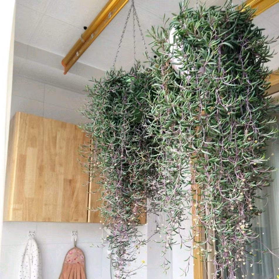 Cay canh may man, nhu treo bua chieu tai, goi loc trong nha-Hinh-7