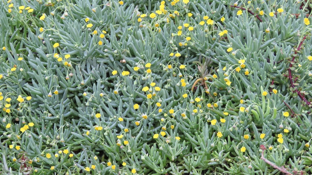 Cay canh may man, nhu treo bua chieu tai, goi loc trong nha-Hinh-6