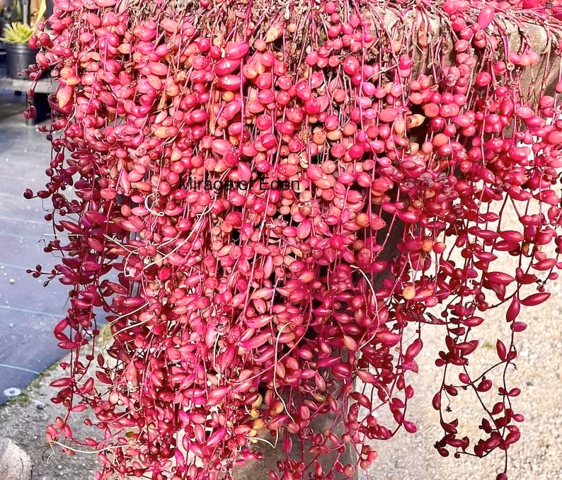 Cay canh may man, nhu treo bua chieu tai, goi loc trong nha