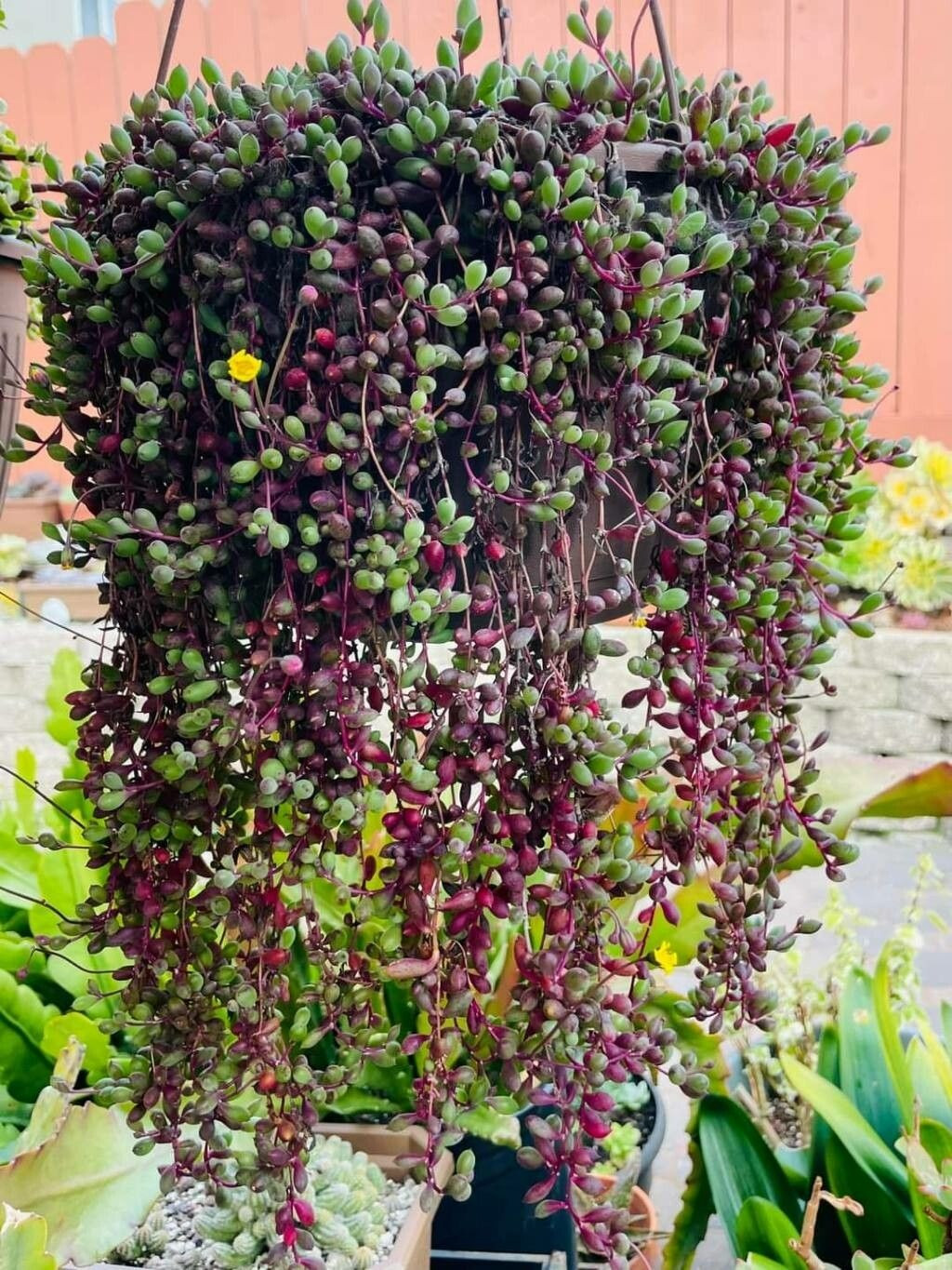 Cay canh may man, nhu treo bua chieu tai, goi loc trong nha-Hinh-20